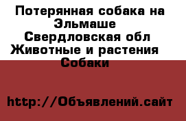 Потерянная собака на Эльмаше - Свердловская обл. Животные и растения » Собаки   